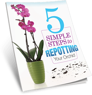 5 Steps Repotting
