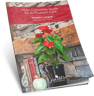 Anthurium Care