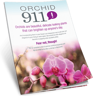 Orchid 911