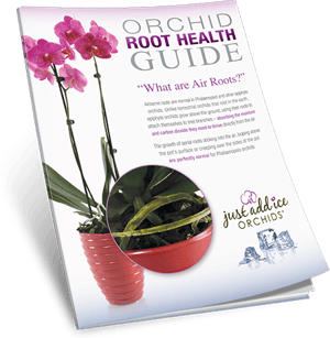 Root Health