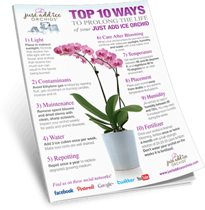 10 Simple Steps Orchid Health