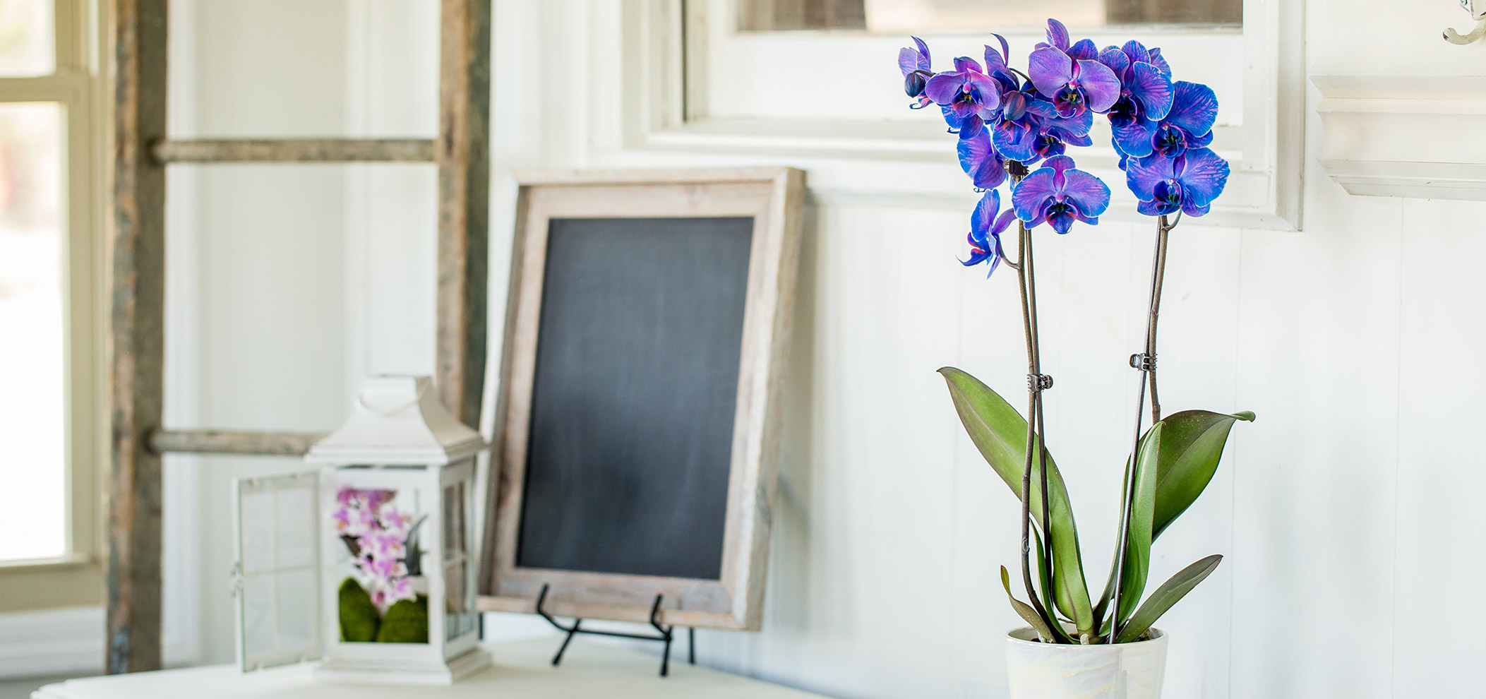 Orchid and Chalkboard