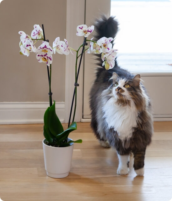 Do You Have an Orchid Allergy?