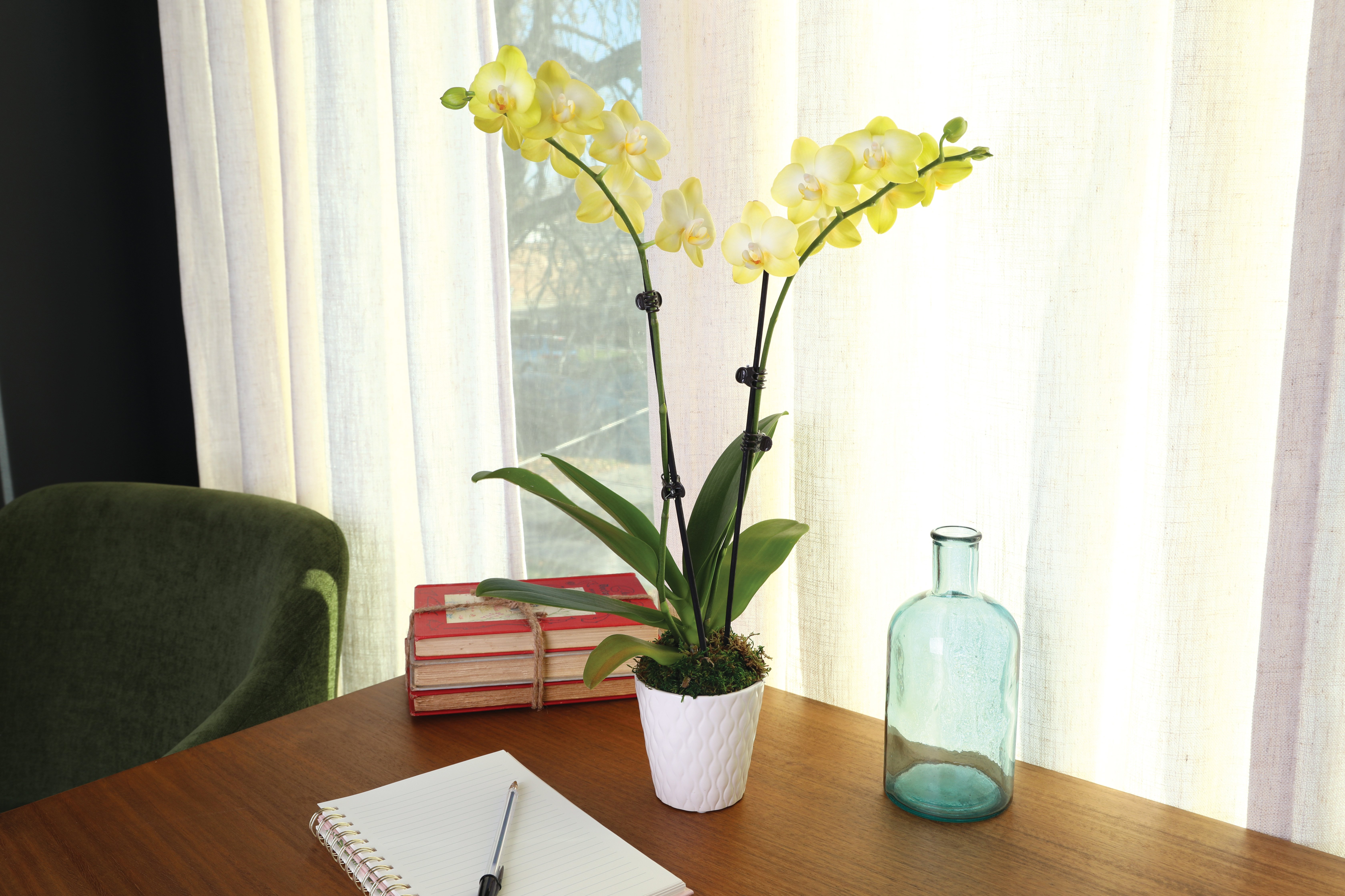 3IN_Petite_Yellow_Orchid_in_Evi_Ceramic_White_Lifestyle_2