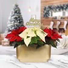 3_Lifestyle_1_RWR_Poinsettia_Jan_Duo