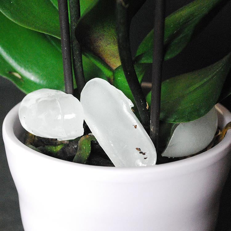 40-overwatering-orchid