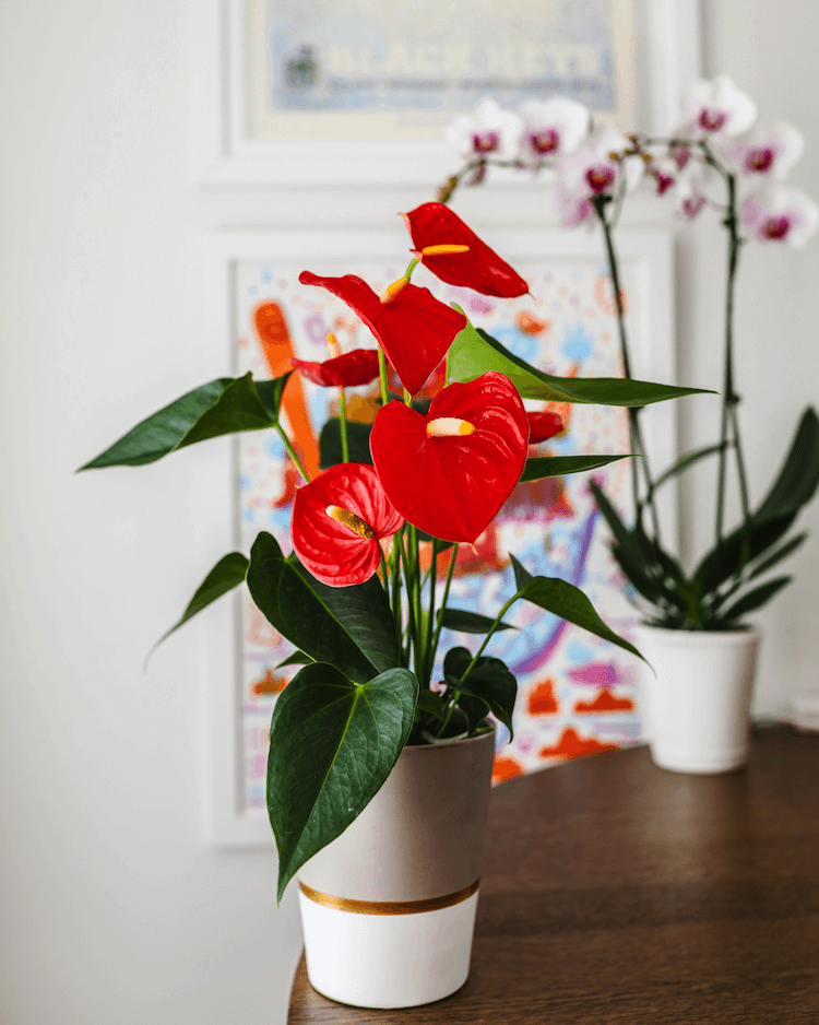 Anthurium Mistakes JAI Blog Post