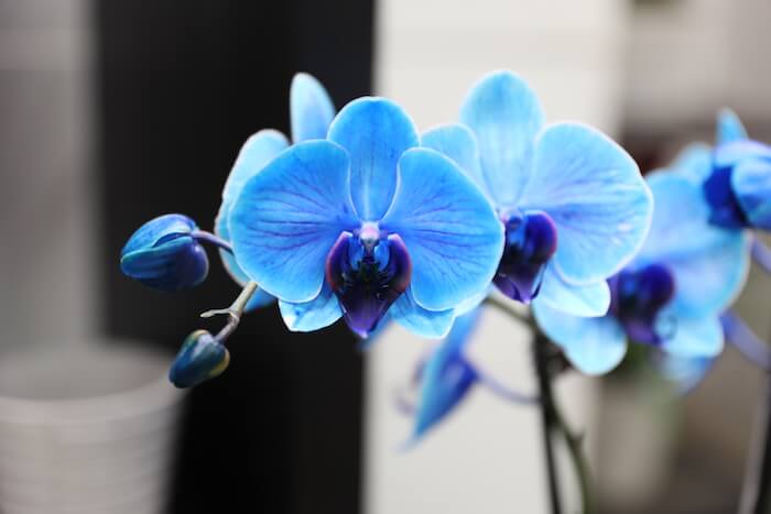 Significado de Blue Orchid por The White Stripes