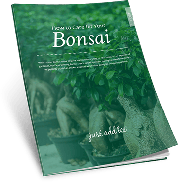 How to Care for Your Bonsai