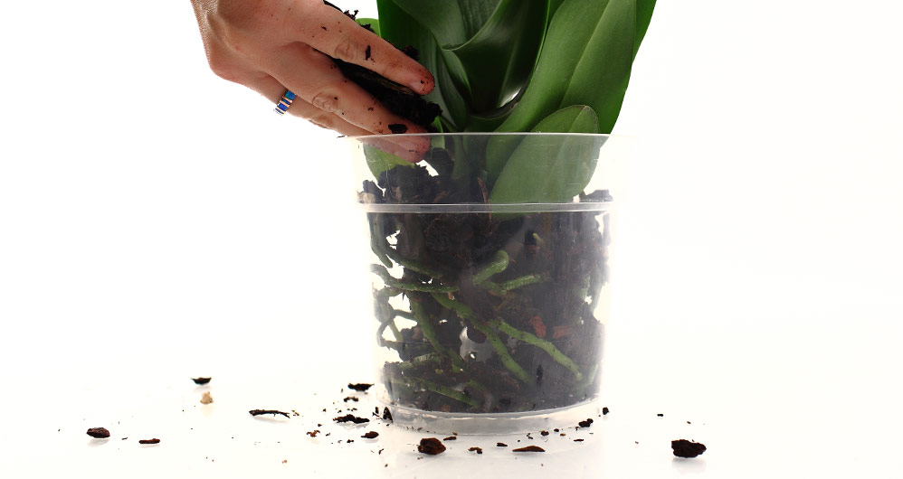 Orchid Roots and Drainage