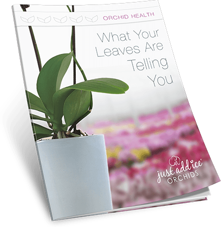 Orchid Leaf Guide