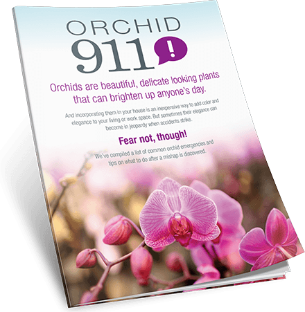 Orchid 911 Guide