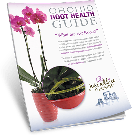 Orchid Root Health Guide