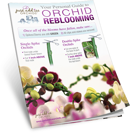 Orchid Reblooming Guide