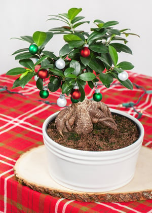 Christmas-Bonsai