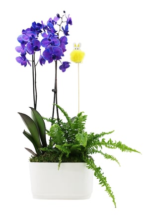 Easter-fern-Duo-small