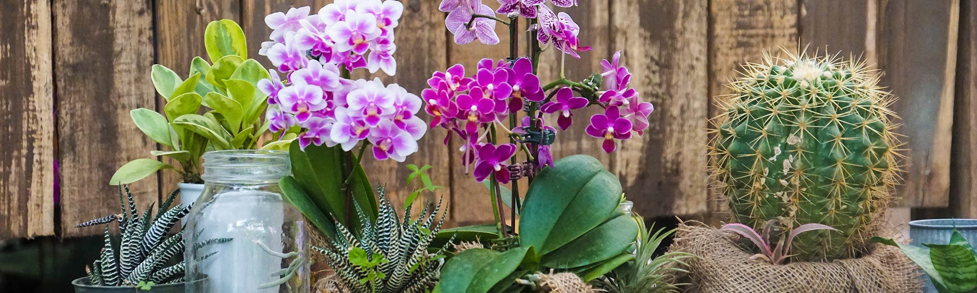 Orchid and Cactus