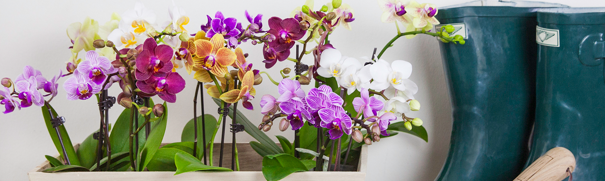 Orchid Planter