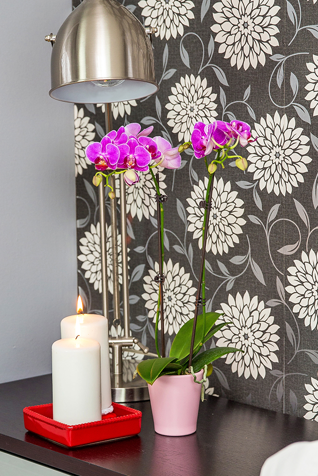 Pink Orchid