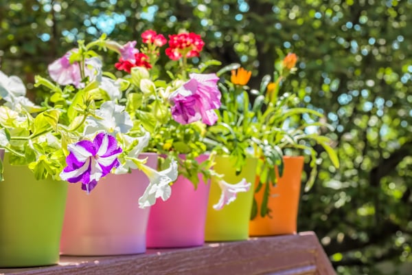 plant-pots