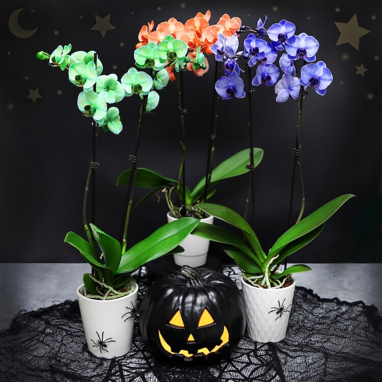 Halloween_Green_Orange_Lavendar Orchids Black Pumkin_Spiders