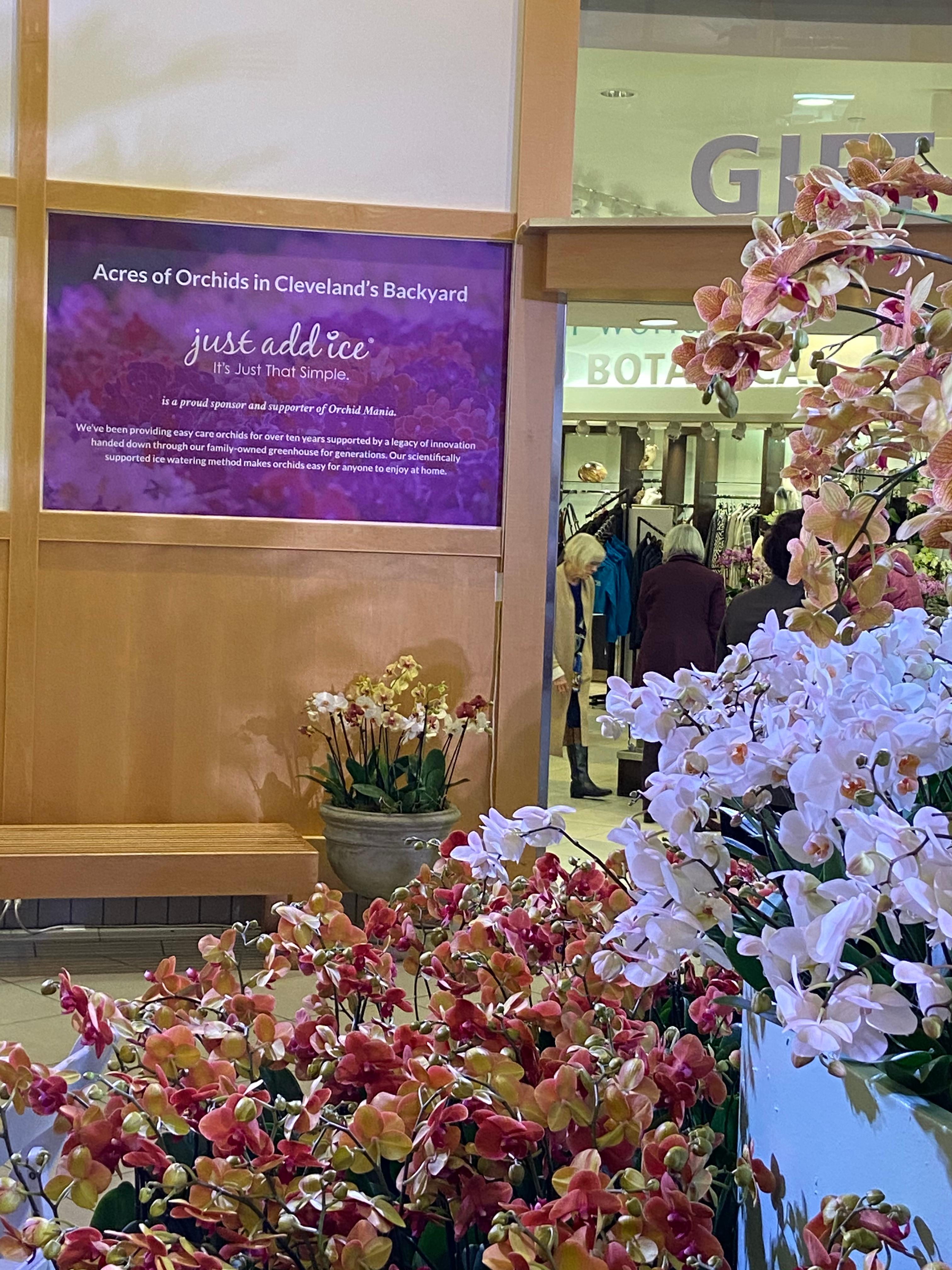 Make the Most of Your Visit to Cleveland's Orchid Mania 2020