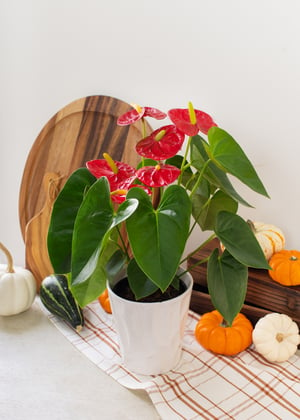 JAI Fall-Anthurium