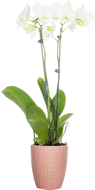 classic orchid