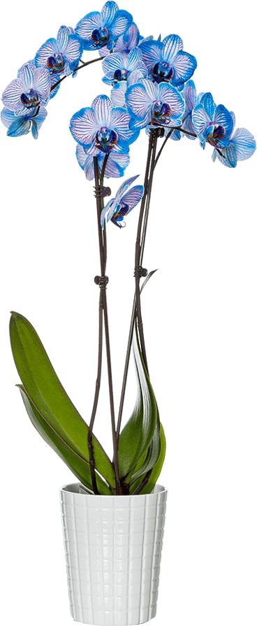 watercolor orchid