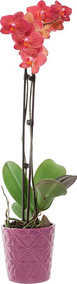 classic orchid