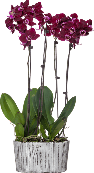 classic orchid planter