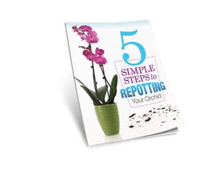 Repotting-Your-Orchid