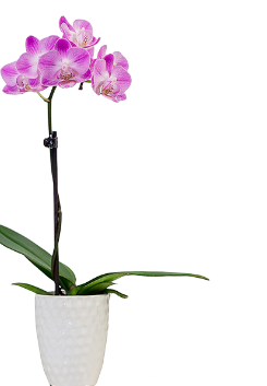 mini orchid
