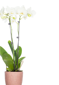 classic orchid