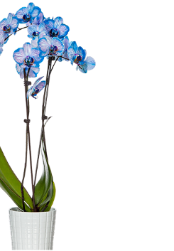 watercolor orchid