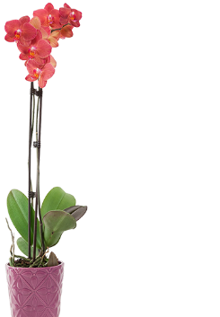 classic orchid