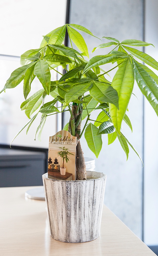Money Tree