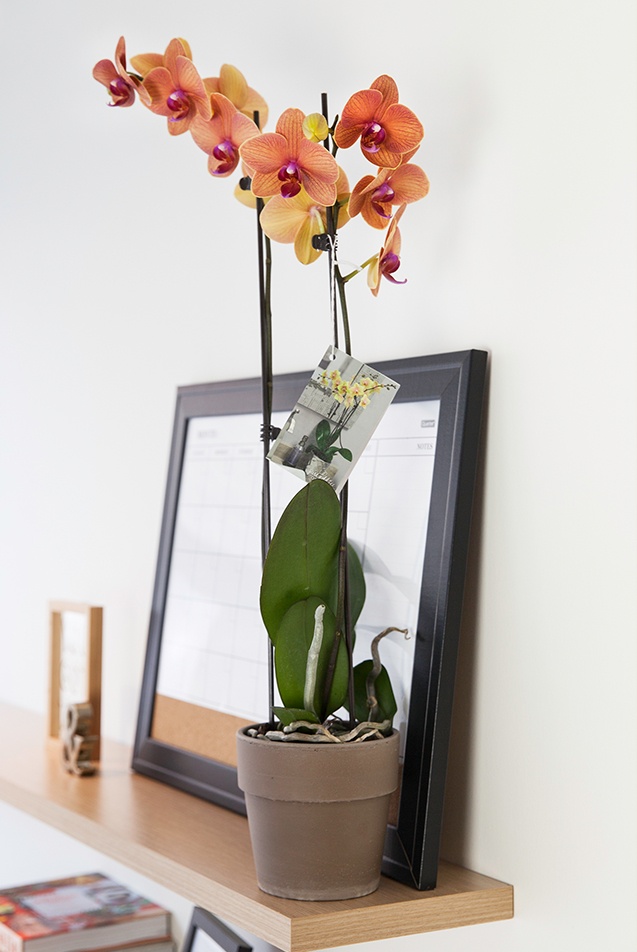 orchids