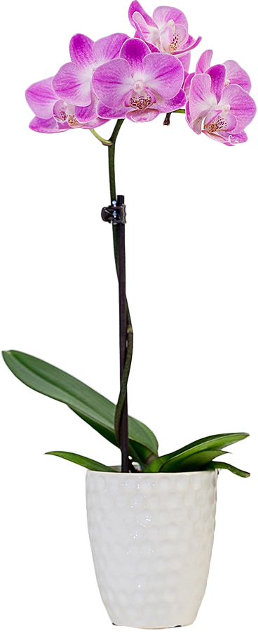 mini orchid