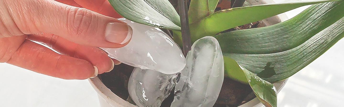 Watering Orchid with Ice