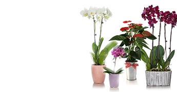 Proper Pot Drainage Protects Just Add Ice Orchids