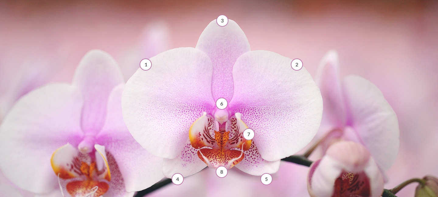 Points on an orchid