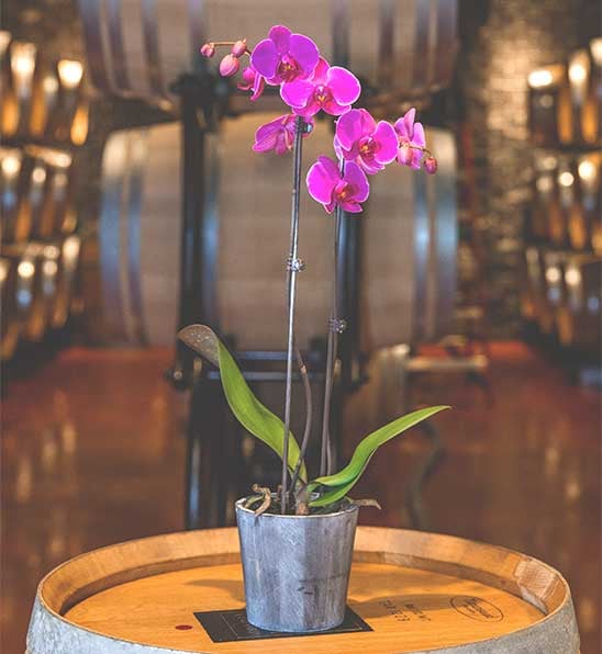 Orchid sitting on a barrel