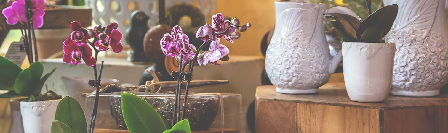 Orchids