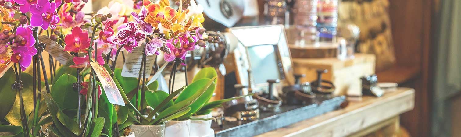 Orchids