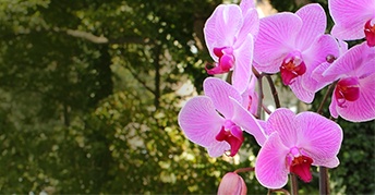 Orchids