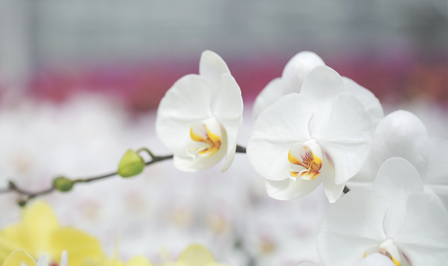 White Orchid