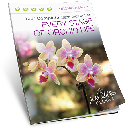 Your Complete Care Guide for Every Stage of Orchid Life