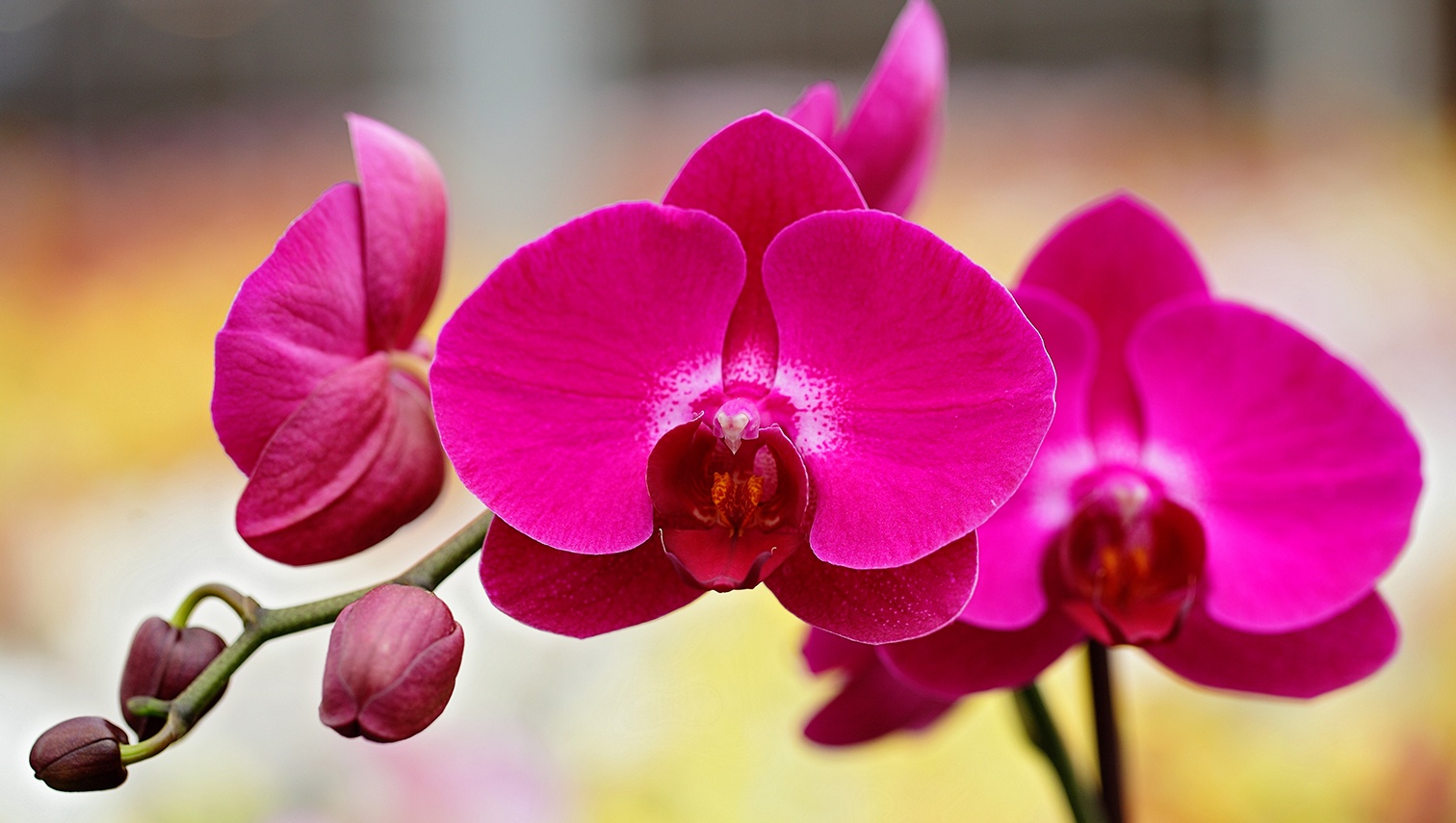Classic Orchid