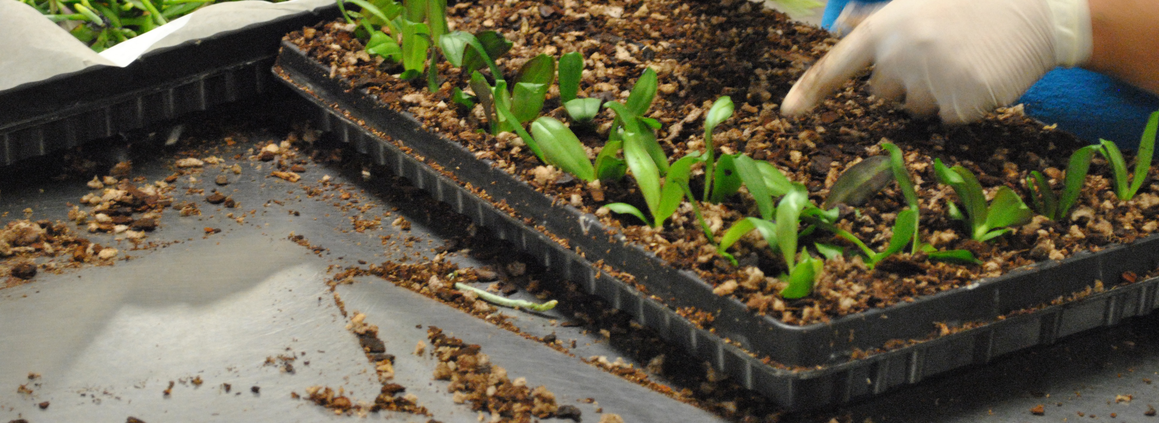 Person working with plants and soil